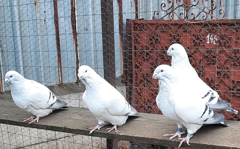  - Păsările mele