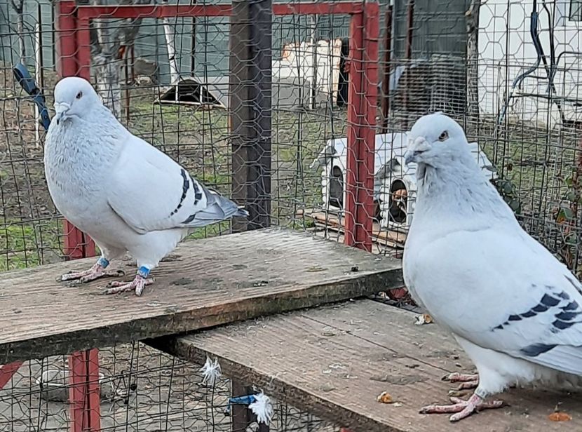  - Păsările mele