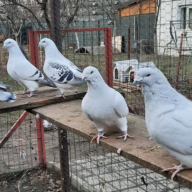  - Păsările mele