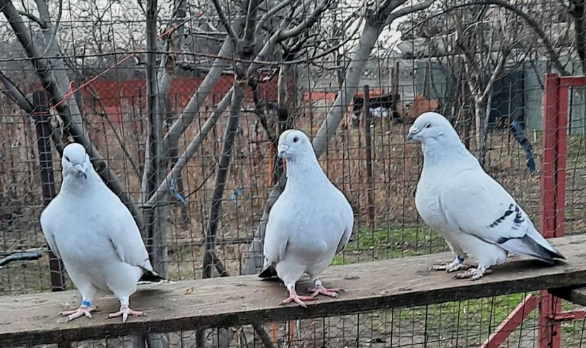  - Păsările mele