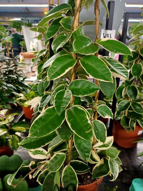 Img.2022.01.03 - A -Magazin