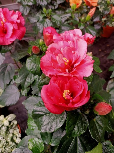 Img.2022.01.03 - A -Magazin