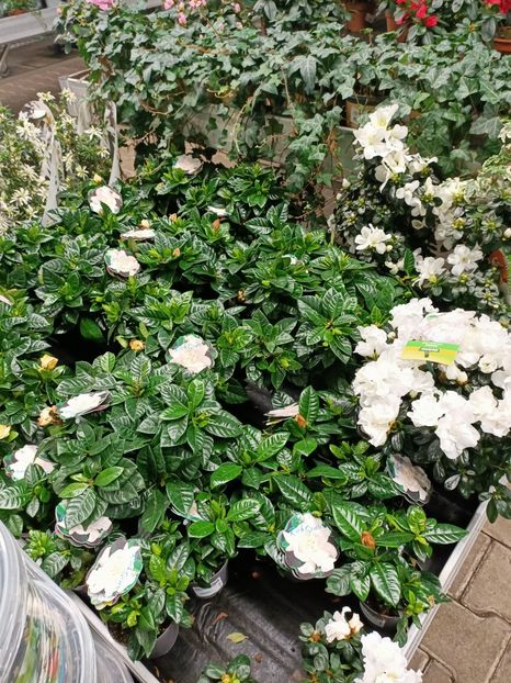 Img.2022.01.03 - A -Magazin