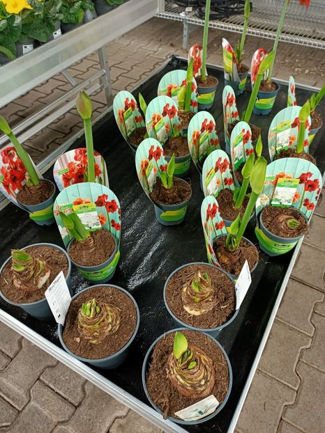 Img.2022.01.03 - A -Magazin