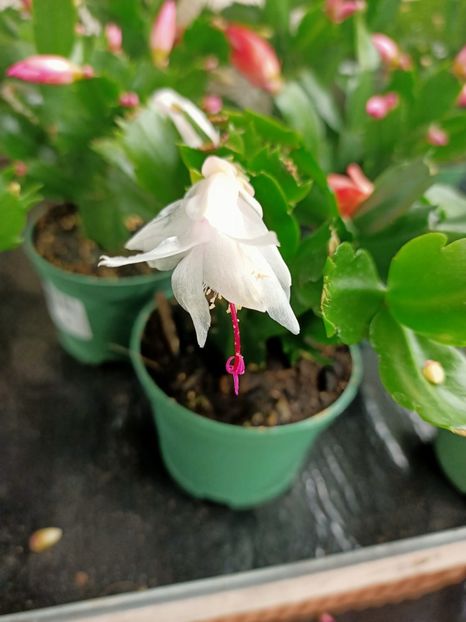 Img.2022.01.03 - A -Magazin