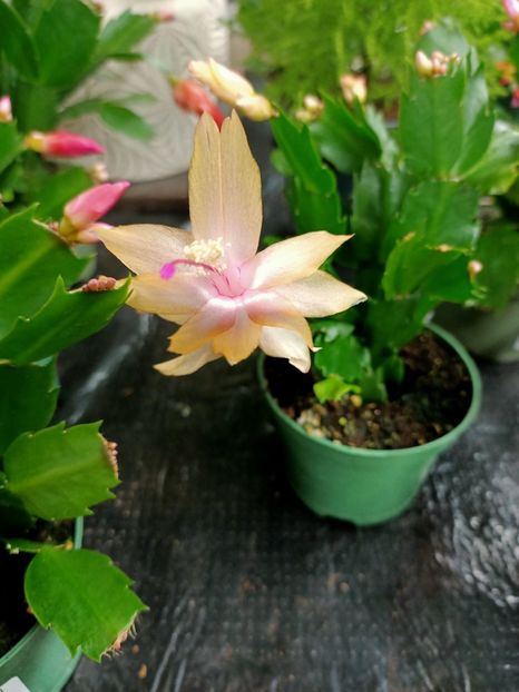 Img.2022.01.03 - A -Magazin