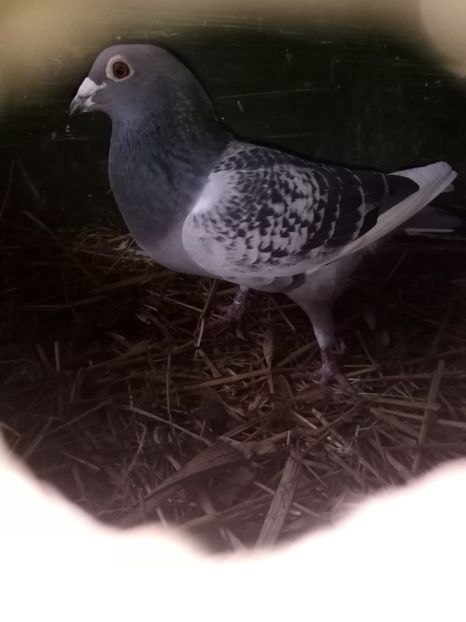  - Masculi de vânzare