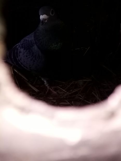  - Masculi de vânzare