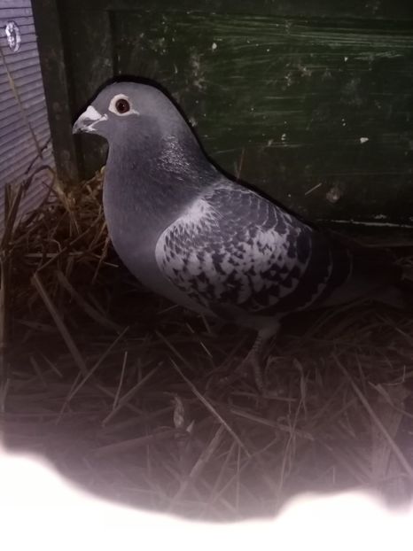  - Masculi de vânzare