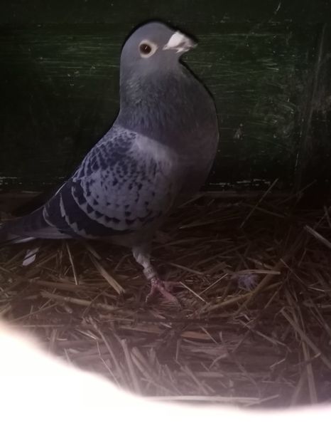  - Masculi de vânzare