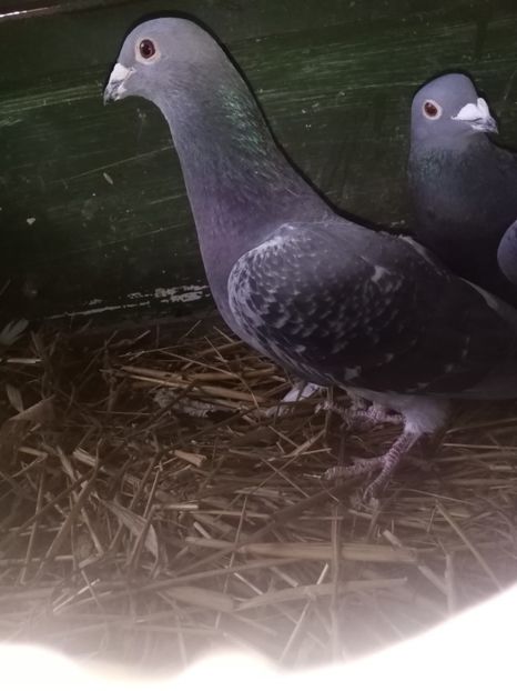  - Masculi de vânzare