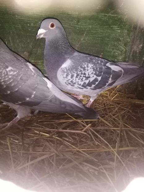  - Masculi de vânzare