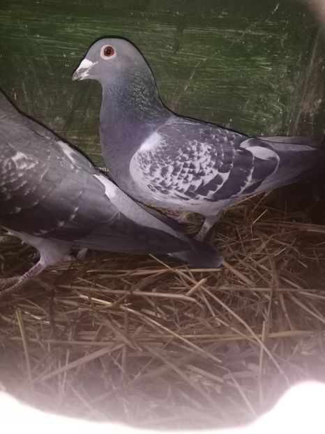  - Masculi de vânzare