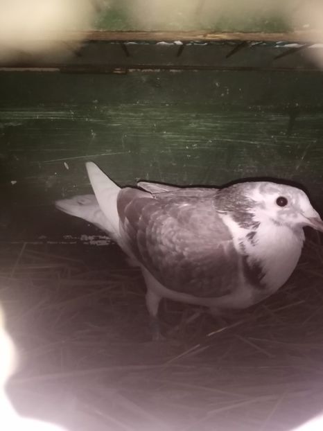  - Masculi de vânzare