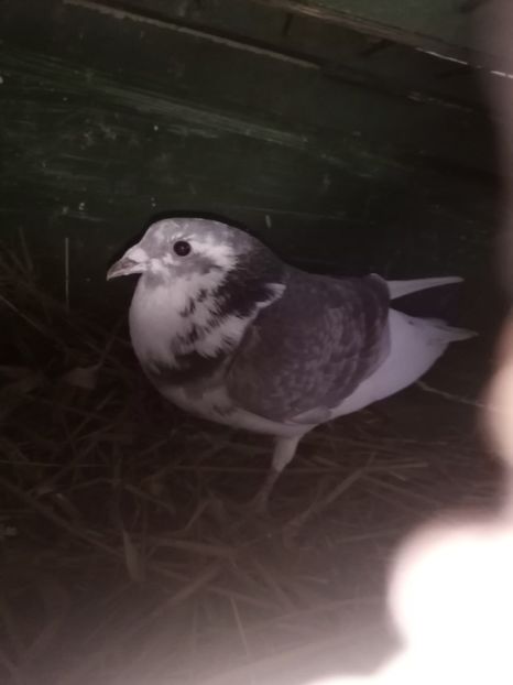  - Masculi de vânzare