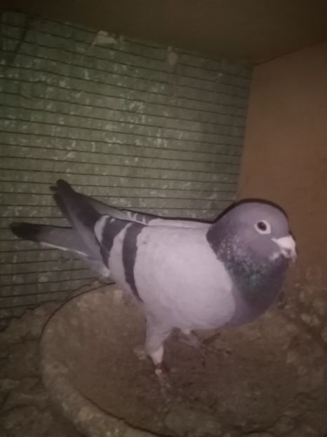  - Masculi de vânzare