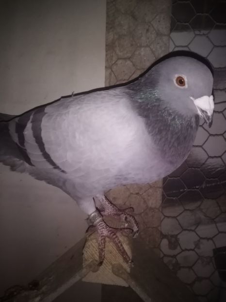  - Masculi de vânzare