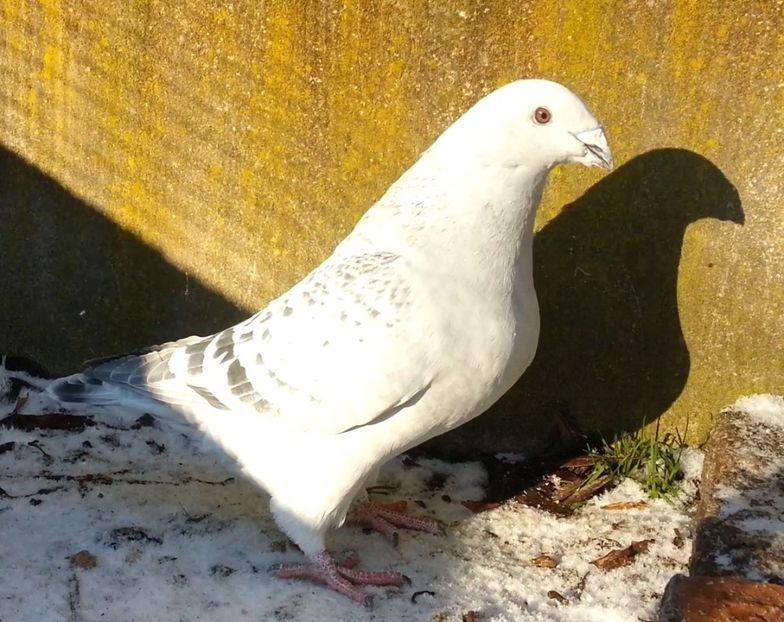 PL21-JRS42 - a- SAMCE- Males