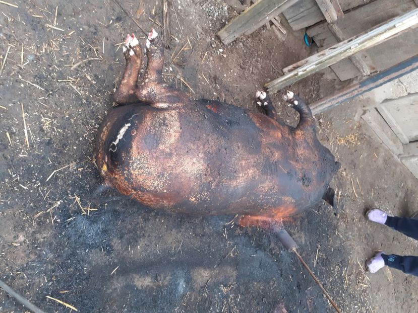  - Porcul pentru Crăciun 2021