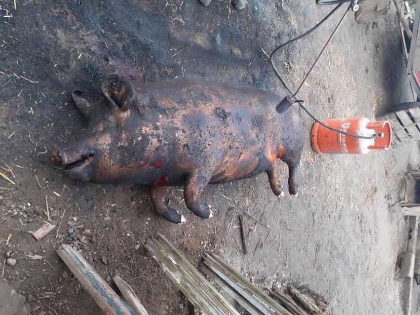  - Porcul pentru Crăciun 2021