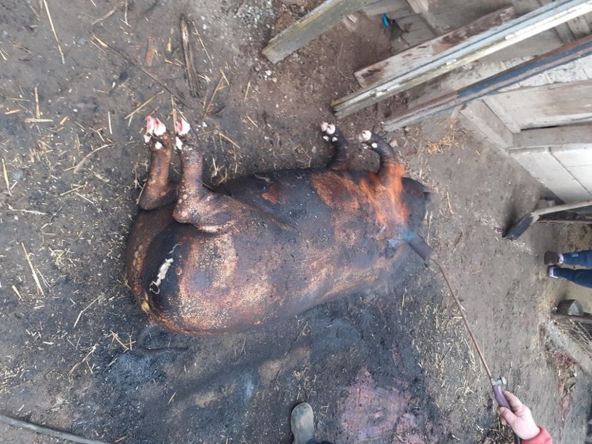  - Porcul pentru Crăciun 2021