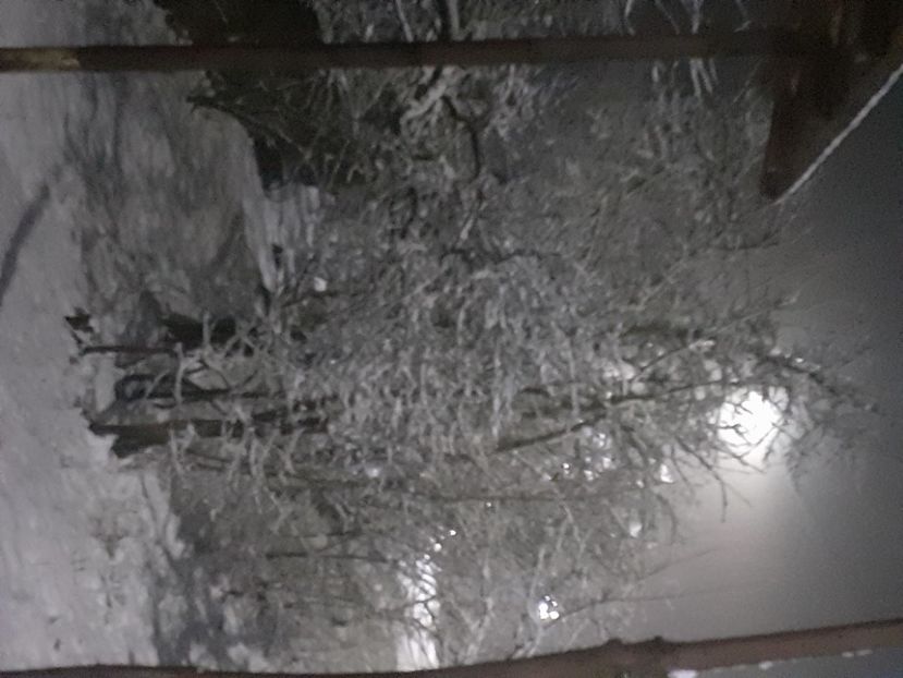  - Prima zăpadă decembrie 2021