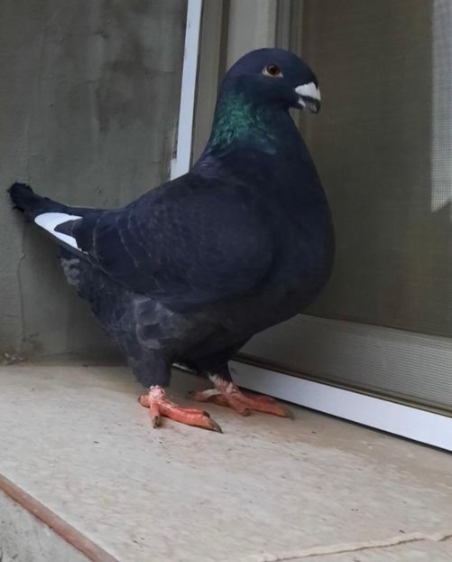 0-1 2021 - Matca pentru 2022