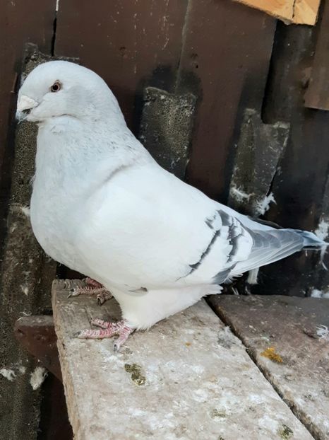 Serena 2018 - VOIAJOR ROMANESC DE FRUMUSETE FEMELE