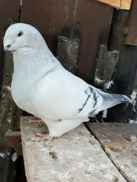 Serena 2018 - VOIAJOR ROMANESC DE FRUMUSETE FEMELE