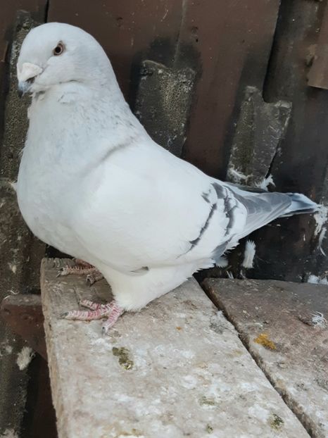 Serena 2018 - VOIAJOR ROMANESC DE FRUMUSETE FEMELE