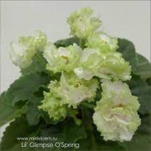Lil' Glimpse O'Spring - Lil Glimpse O Spring