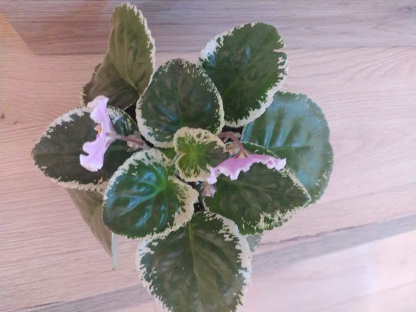 4 ianuarie 2022 - Buckeye Icebreaker