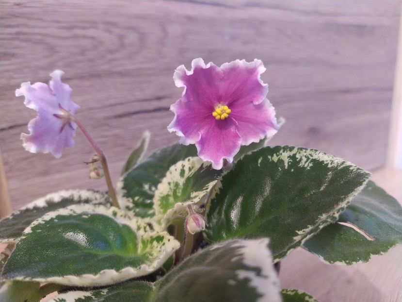 4 ianuarie 2022 - Buckeye Icebreaker