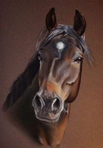 - Cai animale nobile