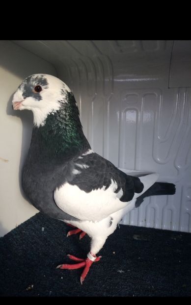 M2021 - Porumbei vanduti 2017-2025