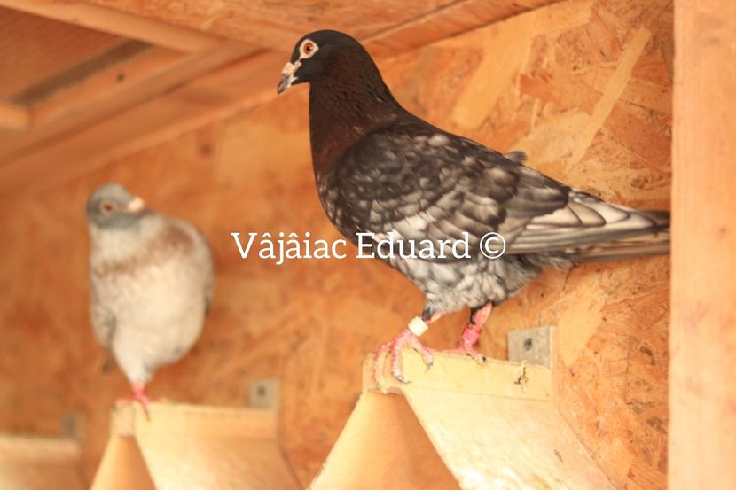 "Zorro" Mascul Rubella pe negru - zburat pana la 600 km in 2022 - Rubella