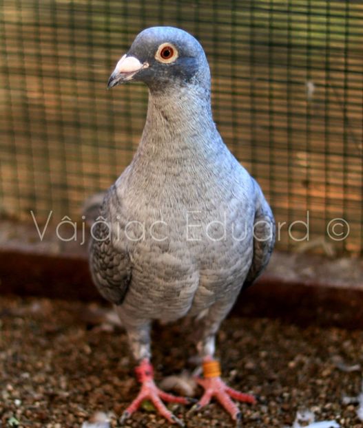 Mascul Recesiv Opal pe negru RO-2020 - Recesiv Opal