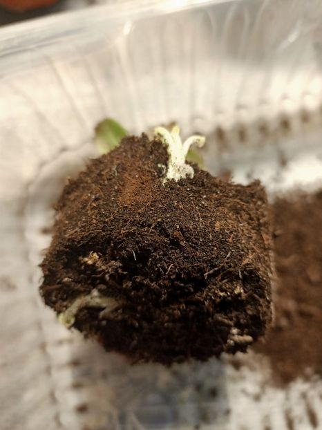 IMG20220104193015 - Renunț