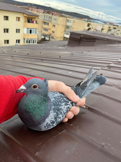 IMG-20211231-WA0004 - De vanzare 2022