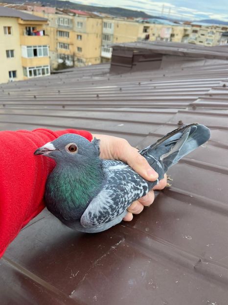 IMG-20211231-WA0003 - De vanzare 2022