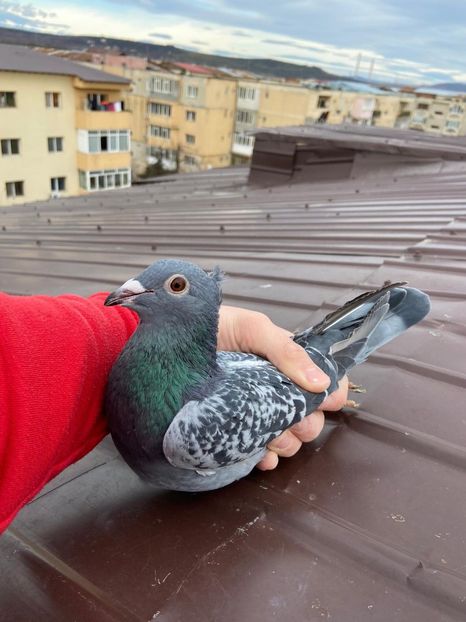 IMG-20211231-WA0002 - De vanzare 2022