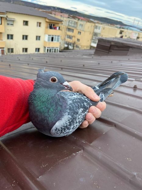 IMG-20211231-WA0001 - De vanzare 2022