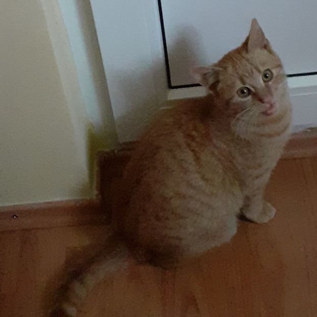 Tomiță,  The boss ❤ - VIOLETE