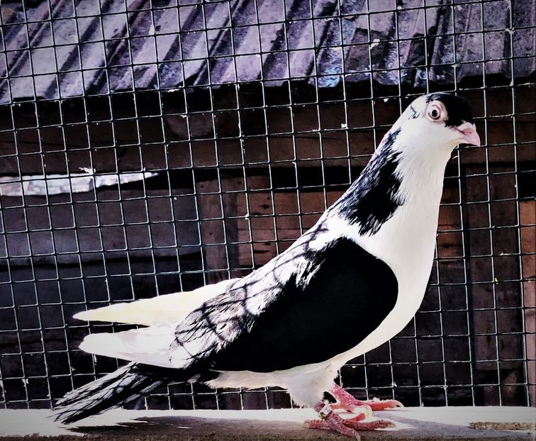 12693  mascul  2021 - 00001 porumbei dragi mie arhivă