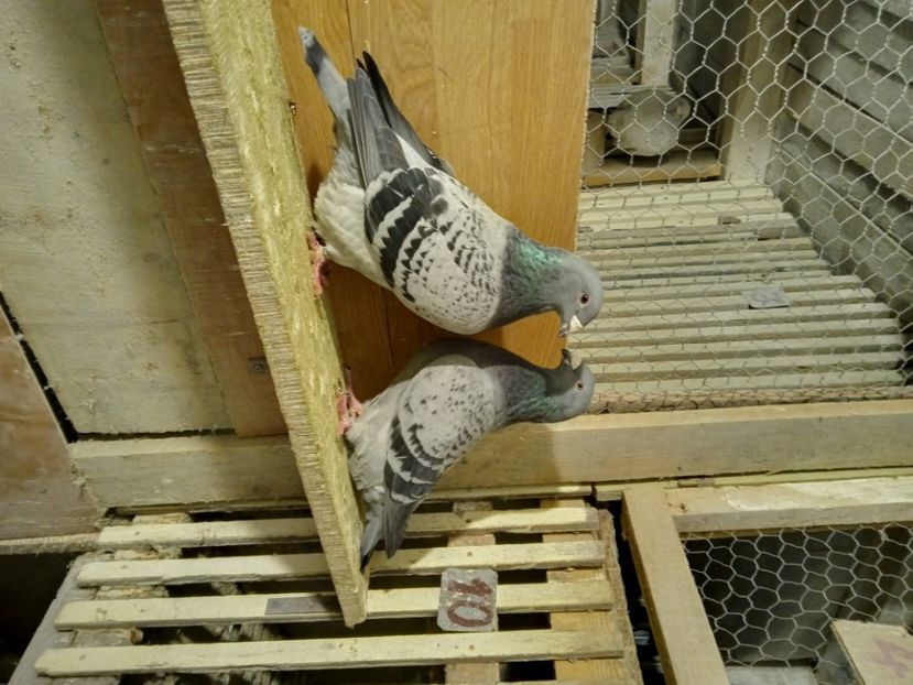  - solzati standard 2022