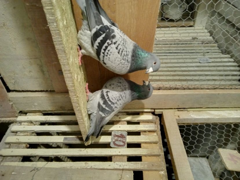  - solzati standard 2022