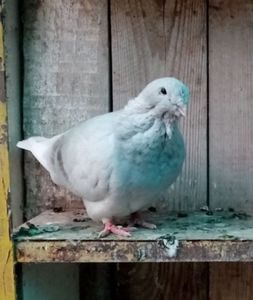  - Femele argintii 2022