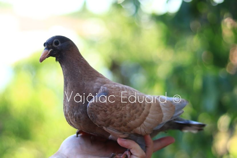 Gold indigo fs Ts RO-2021 - Frill Stencil Toy Stencil