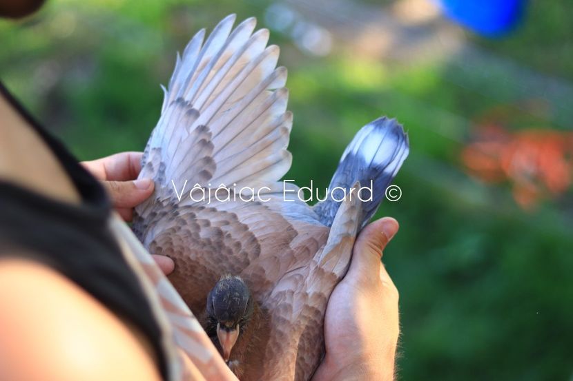 Gold indigo fs Ts RO-2021 - Frill Stencil Toy Stencil