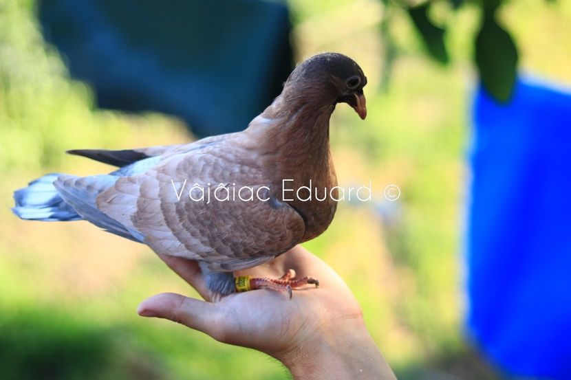 Gold indigo fs Ts RO-2021 - Frill Stencil Toy Stencil